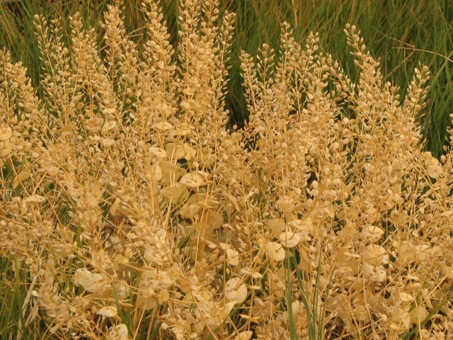 Dried Flowers
